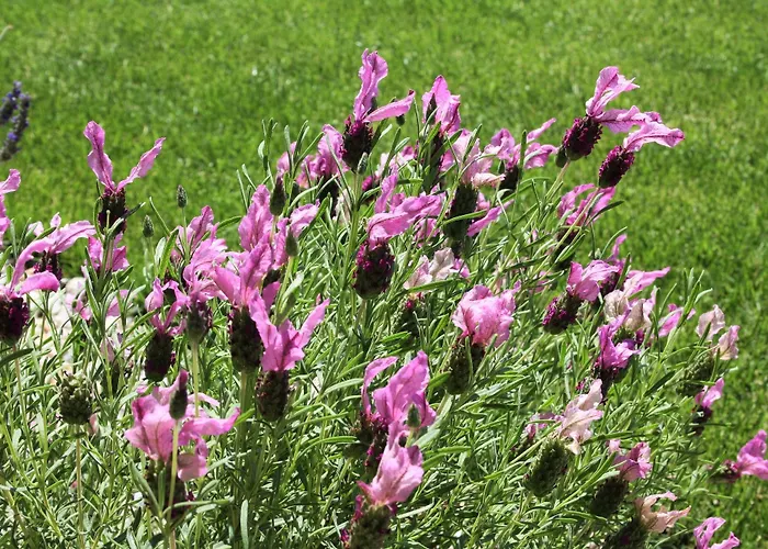 Garca Real & - Singular's Hotel 4*